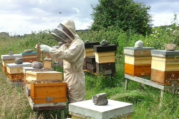 Beekeeping-bee-hives-Ireland
