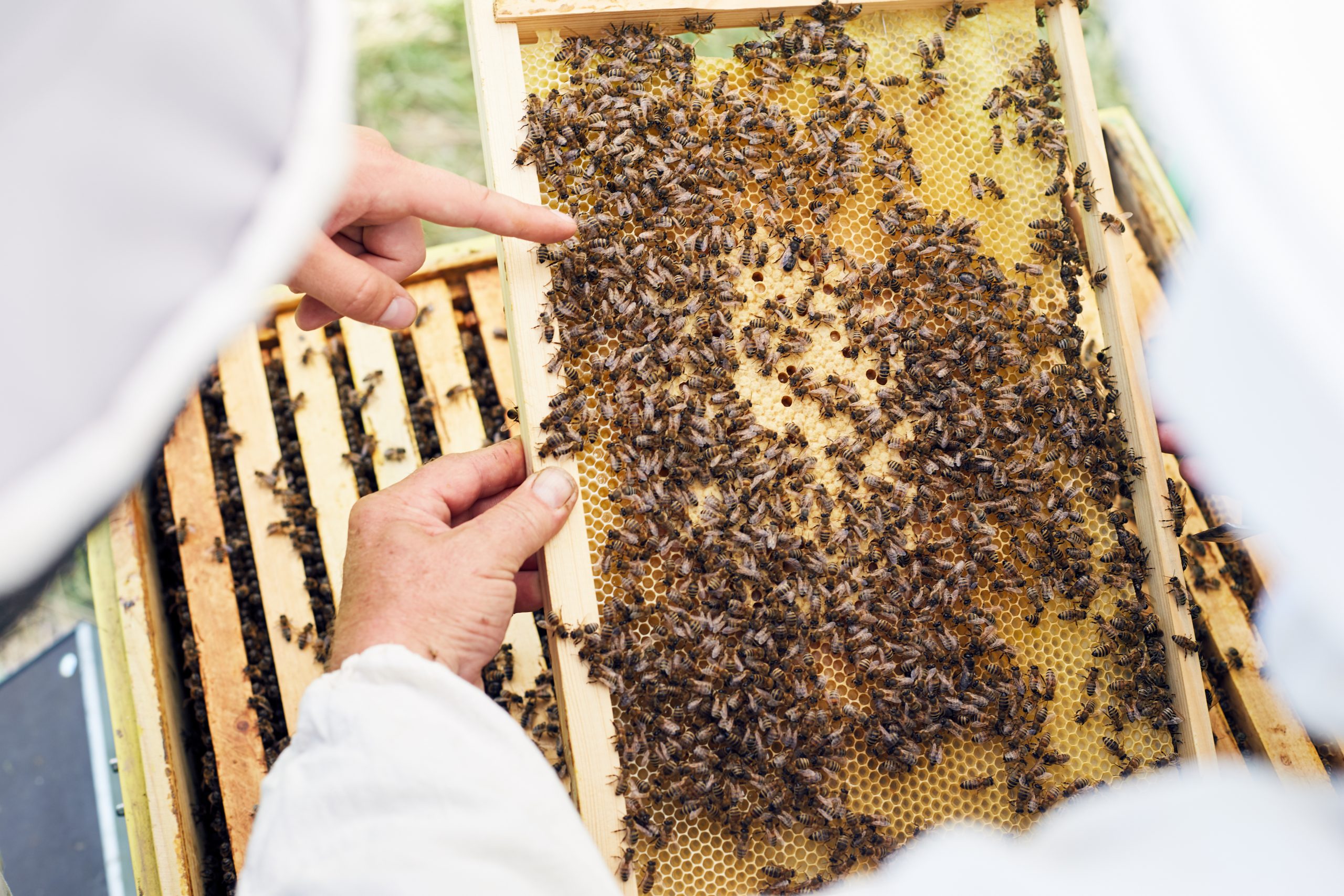 Beekeeping-Ireland