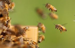 Beekeeping-honey-bees