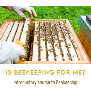 Is-beekeeping-for-me-beekeeping-introduction-course-workshop-ireland-fibka